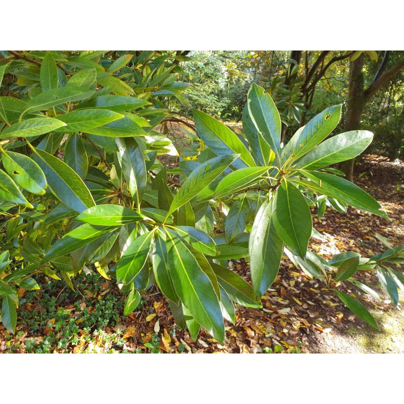 Quercus glauca - leaves in late summer Quercus glauca - leaves in late summer