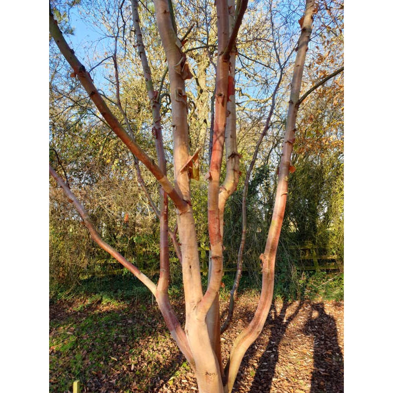 Betula albosinensis 'Bowling Green' - bark in November Betula albosinensis 'Bowling Green' - bark in November
