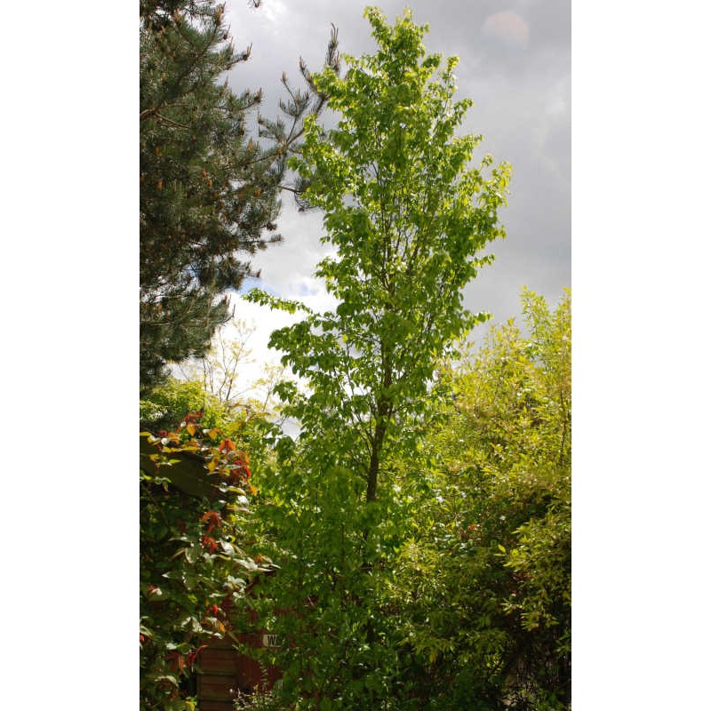 Carpinus betulus 'Frans Fontaine' - specimen tree in Spring Carpinus betulus 'Frans Fontaine' - specimen tree in Spring