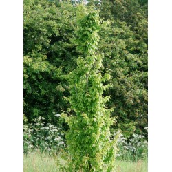 Carpinus betulus 'Frans Fontaine' - narrow habit