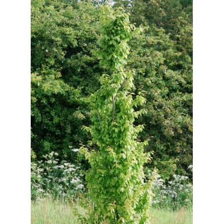 Carpinus betulus 'Frans Fontaine' - narrow habit Carpinus betulus 'Frans Fontaine' - narrow habit