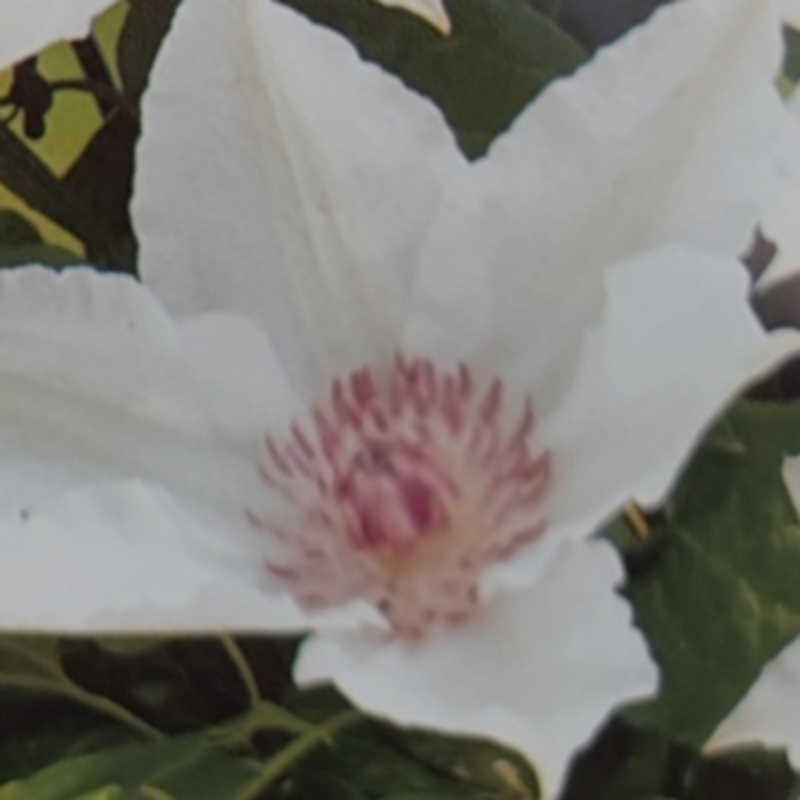 Clematis 'Fuyu-no-tabi' - summer flowers Clematis 'Fuyu-no-tabi' - summer flowers
