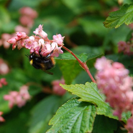 Neillia thibetica - with bee Neillia thibetica - with bee
