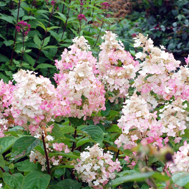 Hydrangea paniculata &lsquo;Burgundy Lace&rsquo;