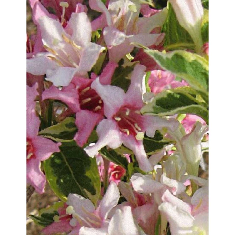 Weigela florida 'Variegata' - pink flowers and variegated leaves