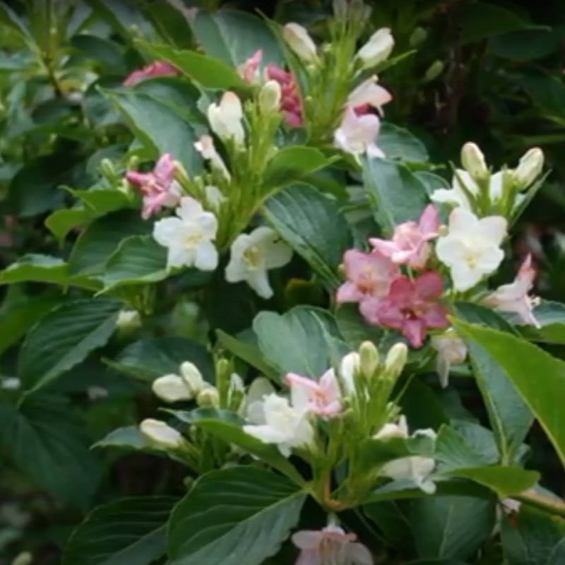 Weigela coraeensis - summer flowers