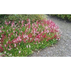 Persicaria affinis 'Donald Lowndes' - summer flowers