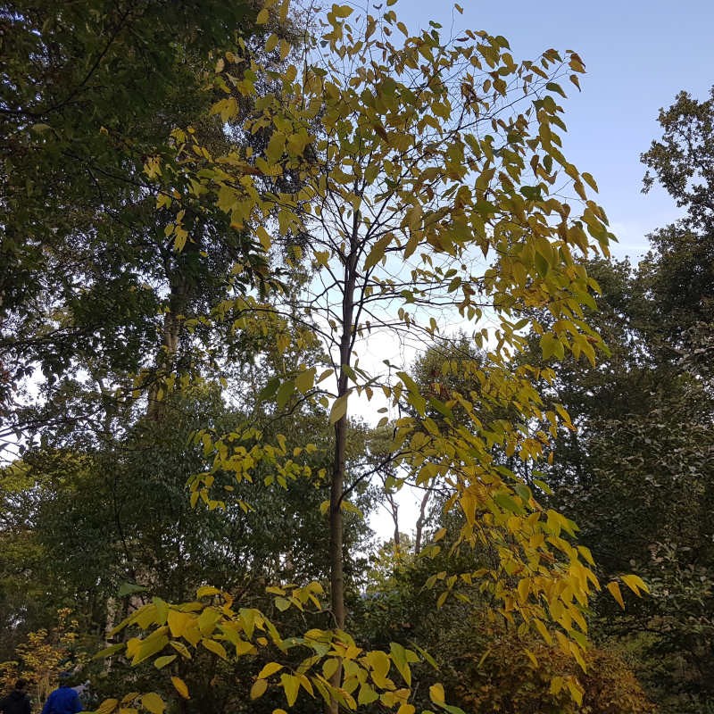 Hovenia dulcis - specimen tree in autumn