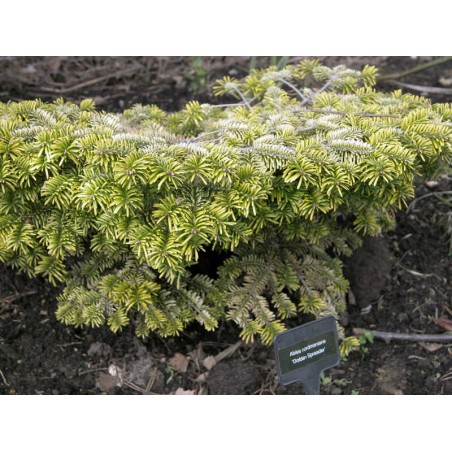 Abies nordmanniana 'Golden Spreader' - slow growing conifer