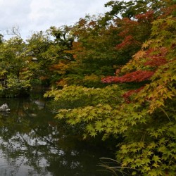 Acer palmatum (Japanese Maple) - early autumn
