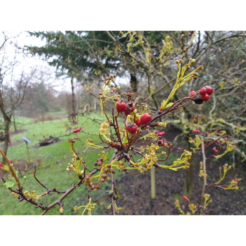 Crataegus monogyna 'Biflora' - flower bud forming in early Jan