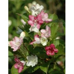 Weigela coraeensis - summer flowers