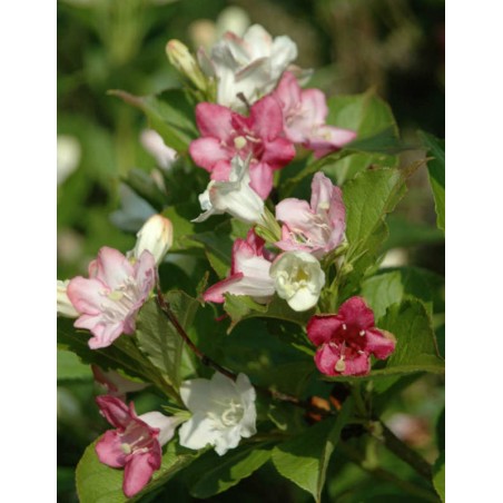 Weigela coraeensis - summer flowers Weigela coraeensis - summer flowers