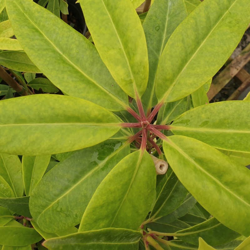 Illicium floridanum 'Halley's Comet' - evergreen foliage in winter Illicium floridanum 'Halley's Comet' - evergreen foliage in winter