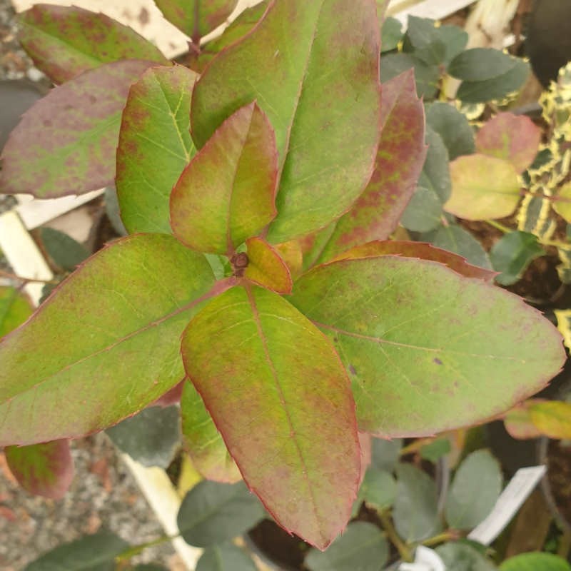 Ilex dipyrena - leaves in January