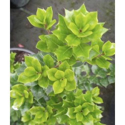 Ilex dimorphophylla - dainty leaves in winter