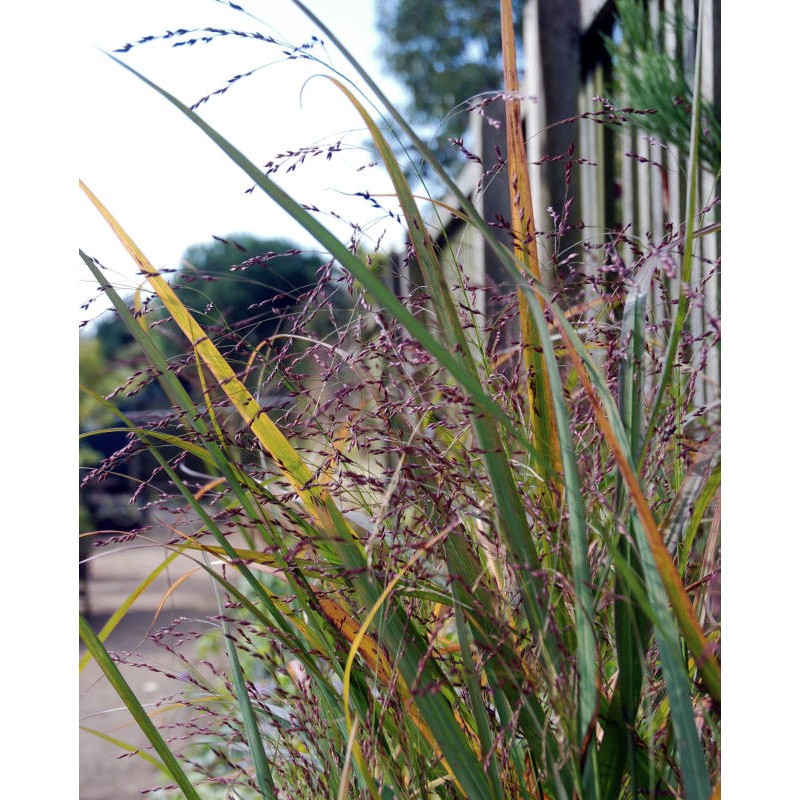 Panicum virgatum 'Warrior' - flowering in late summer/early autumn