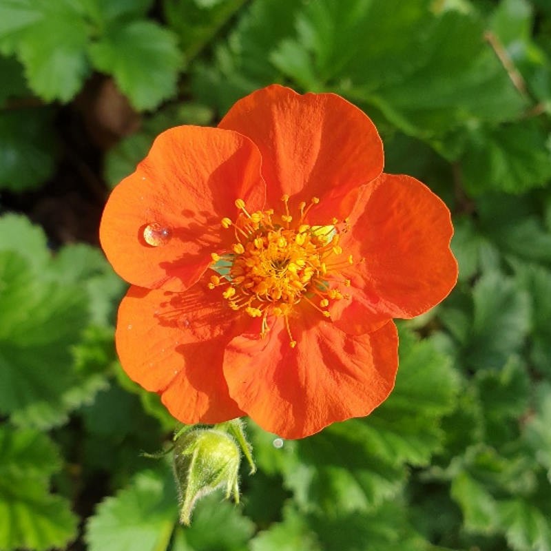 Geum borisii - summer flowers