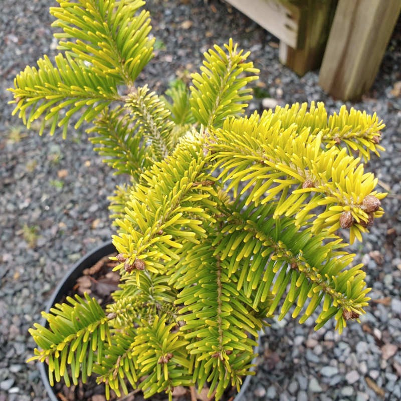 Abies nordmanniana 'Golden Spreader' - winter colour on a young plant Abies nordmanniana 'Golden Spreader' - winter colour on a young plant
