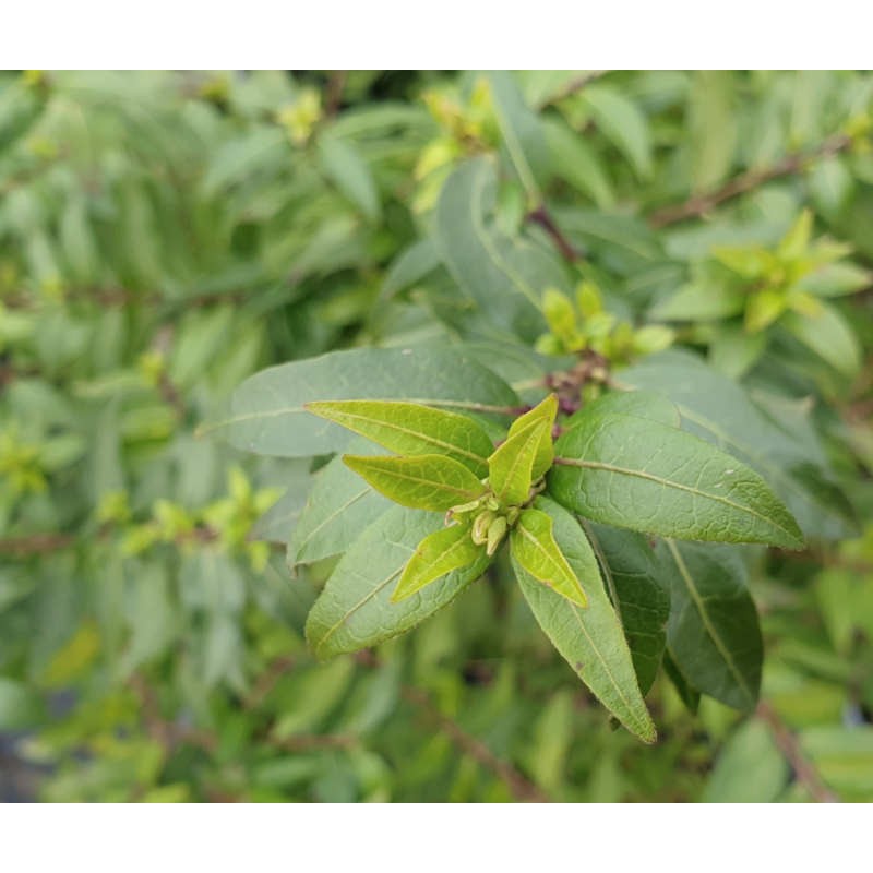 Lonicera ligustrina var pileata - dark green winter leaves Lonicera ligustrina var pileata - dark green winter leaves