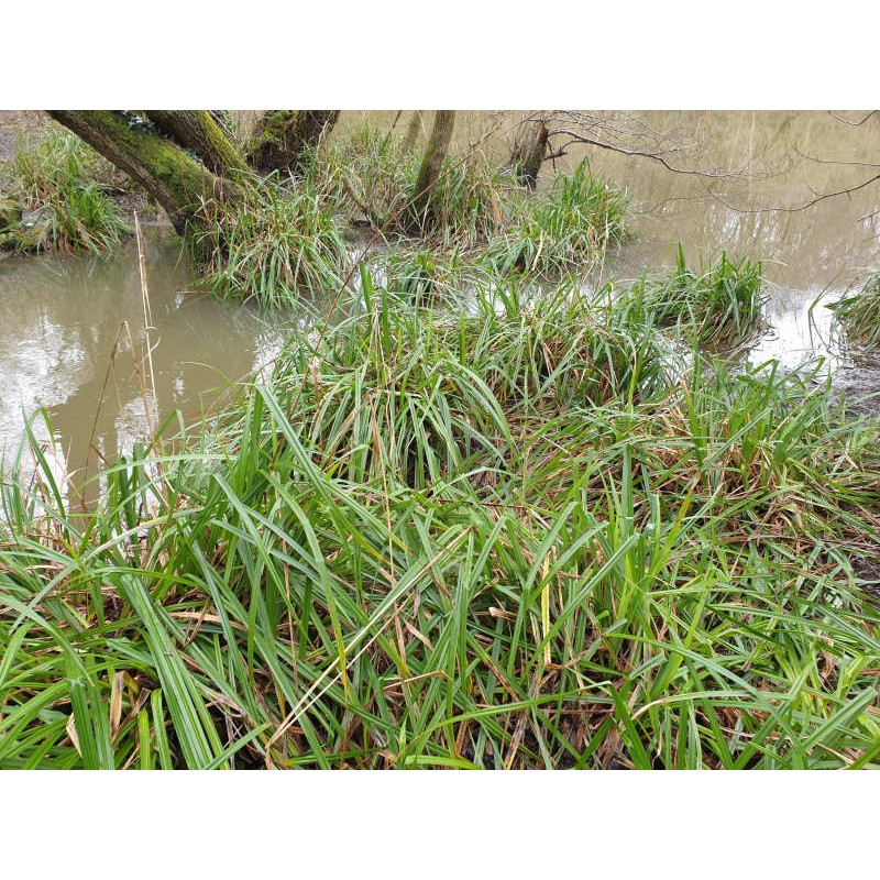 Carex pendula - growing by pond