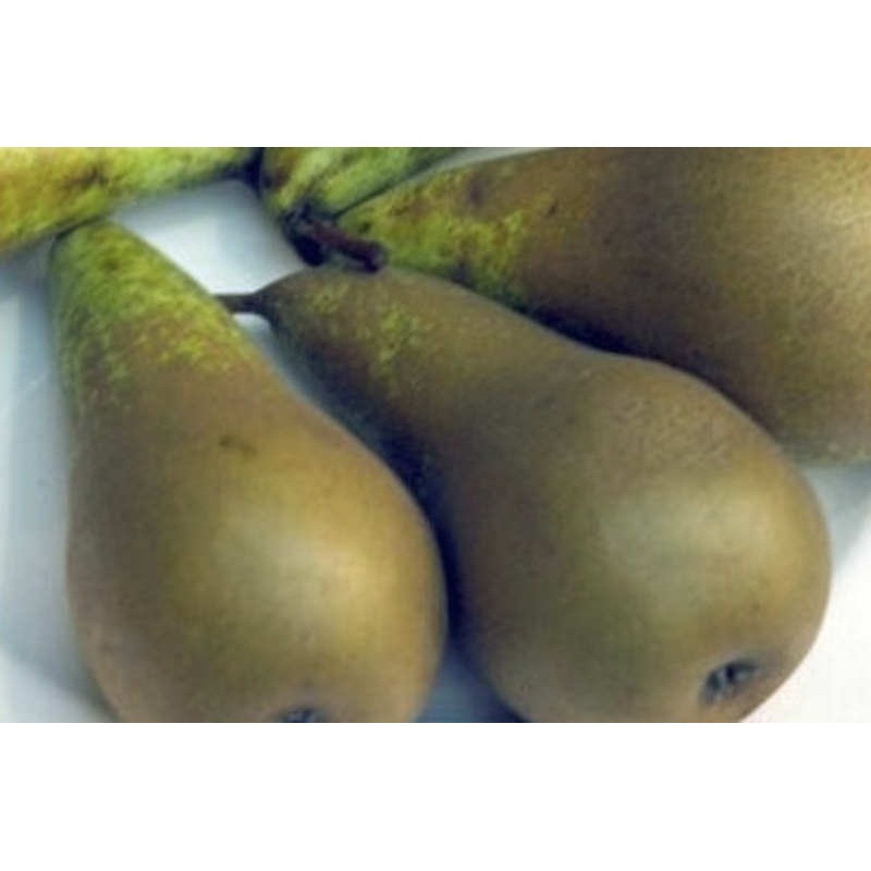 Pyrus communis 'Conference' - fruit Pyrus communis 'Conference' - fruit