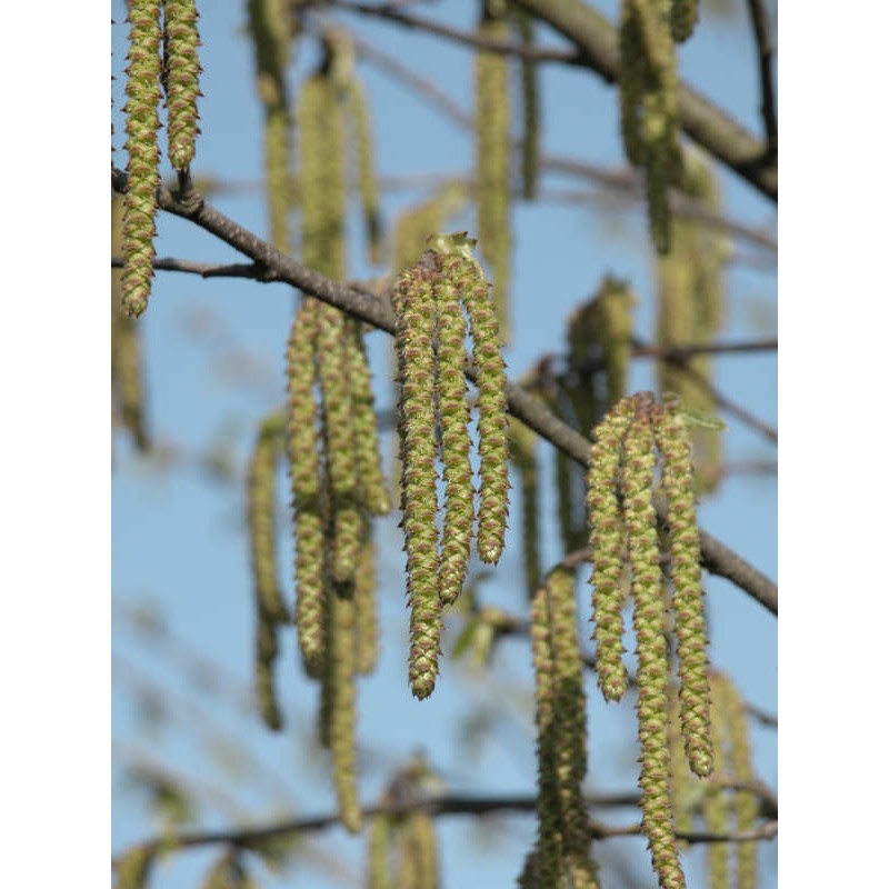 Ostrya carpinifolia - catkins