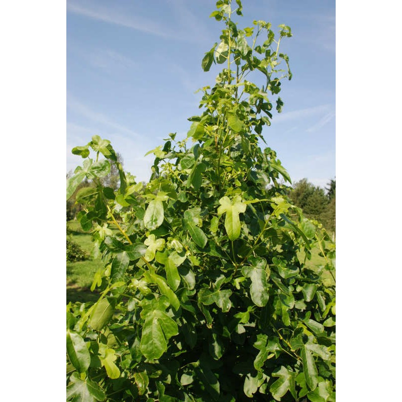Liquidambar styraciflua 'Rotundiloba' - summer leaves Liquidambar styraciflua 'Rotundiloba' - summer leaves