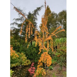 Prunus x yedoensis 'Shidare-Yoshino' - autumn colour