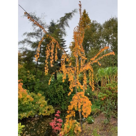 Prunus x yedoensis 'Shidare-Yoshino' - autumn colour Prunus x yedoensis 'Shidare-Yoshino' - autumn colour