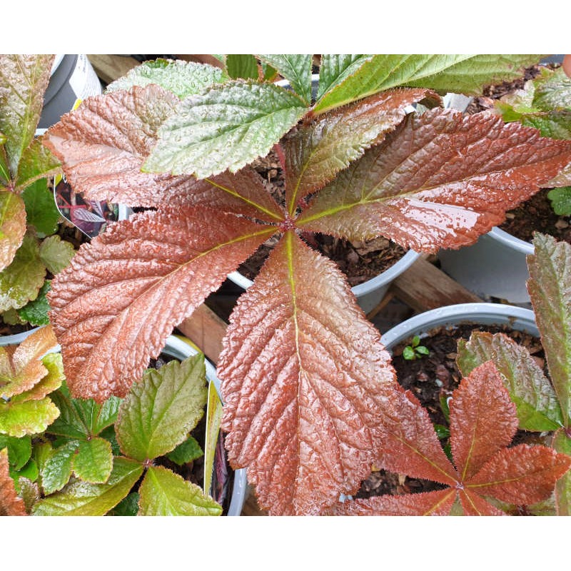 Rodgersia 'Bronze Peacock'  - bronze leaves in spring