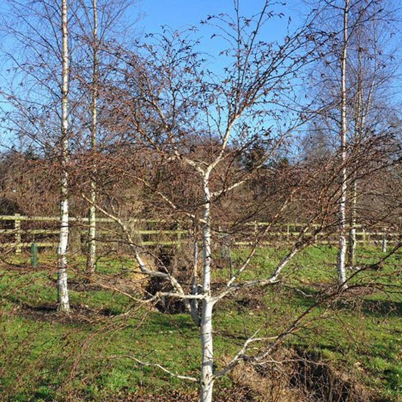 Betula ermanii 'Kwanak Weeping' - young specimen Betula ermanii 'Kwanak Weeping' - young specimen
