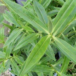 Hebe salicifolia - evergreen leaves
