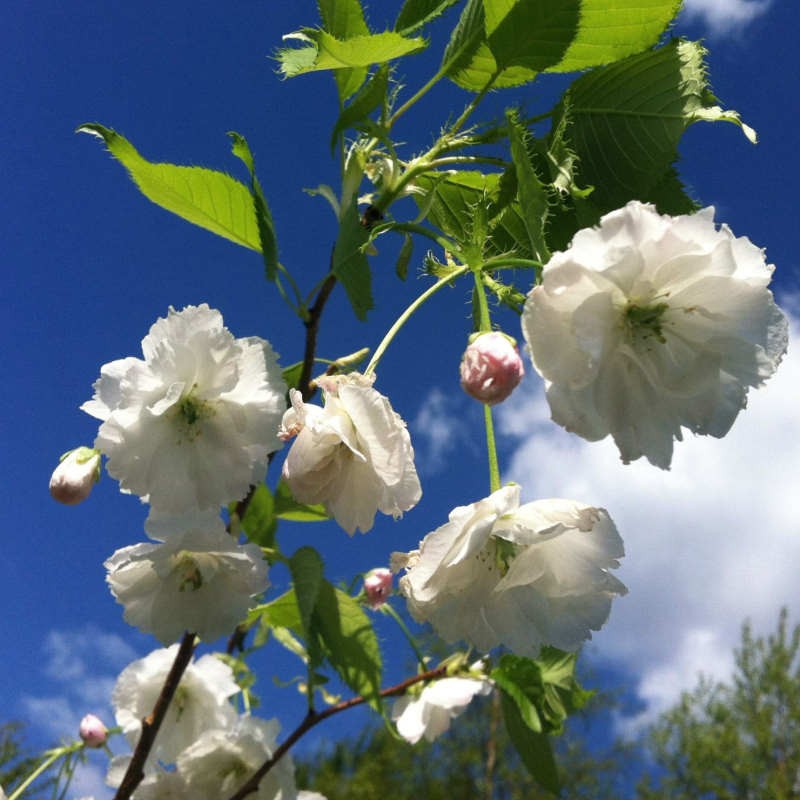 Prunus 'Shogetsu' - spring flowers