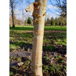 Betula x 'Edinburgh' - bark on a young tree