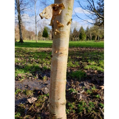 Betula x 'Edinburgh' - bark on a young tree Betula x 'Edinburgh' - bark on a young tree