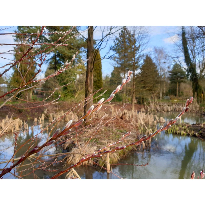 Salix udensis 'Sekka' - catkins