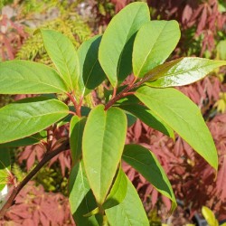 Rehderodendron macrocarpum - leaves