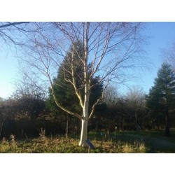 Betula utilis 'Polar Bear'