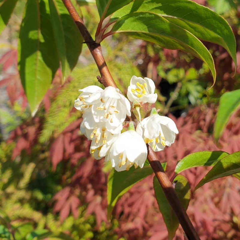 Rehderodendron macrocarpum - flowers in early summer