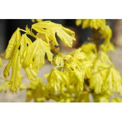 Acer campestre 'Postelense' - golden leaves in early summer