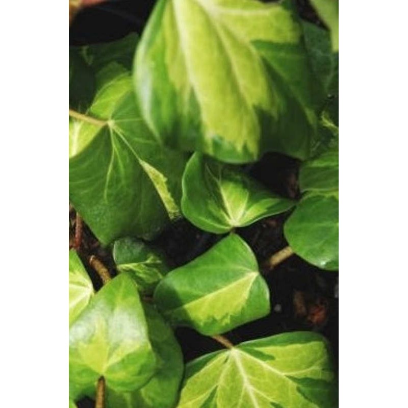Hedera colchica 'Sulphur Heart' - leaves