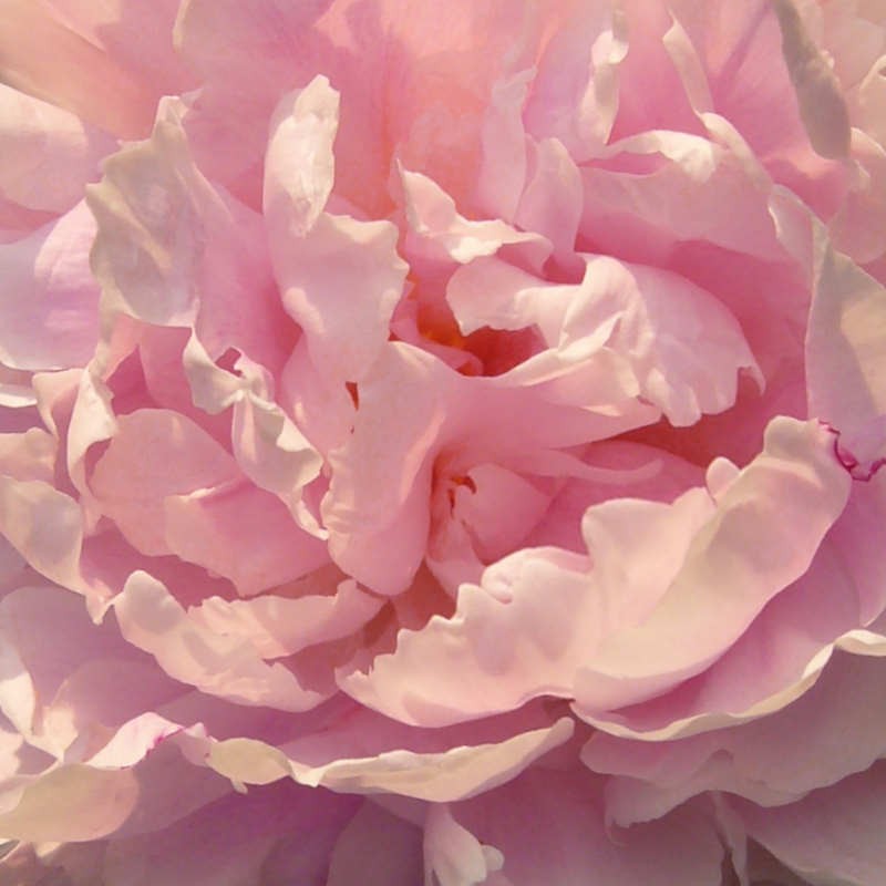 Paeonia lactiflora 'Sarah Bernhardt' - flower