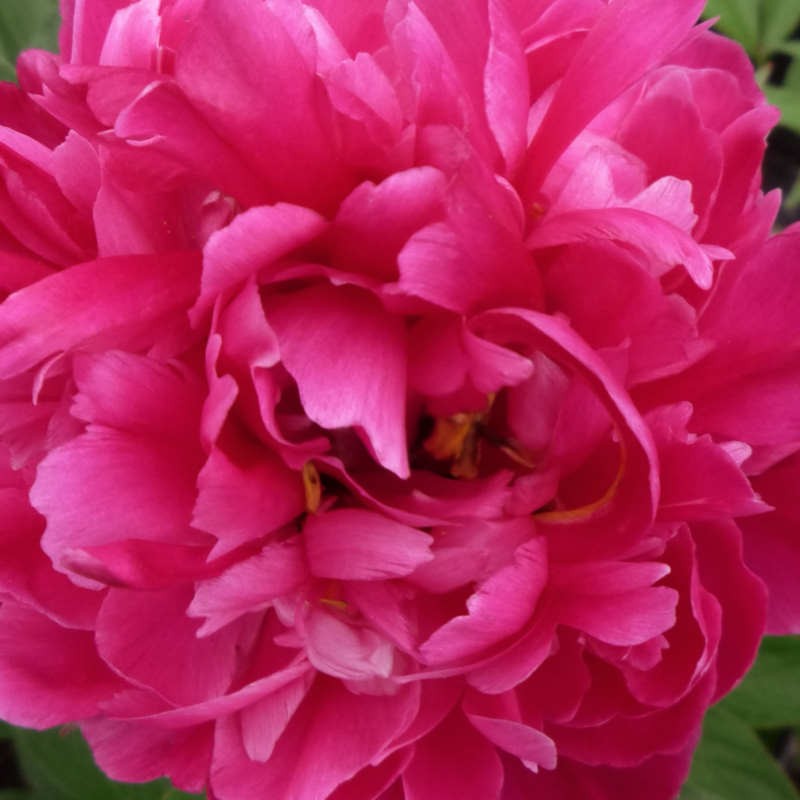 Paeonia lactiflora 'Karl Rosenfield' Paeonia lactiflora 'Karl Rosenfield'