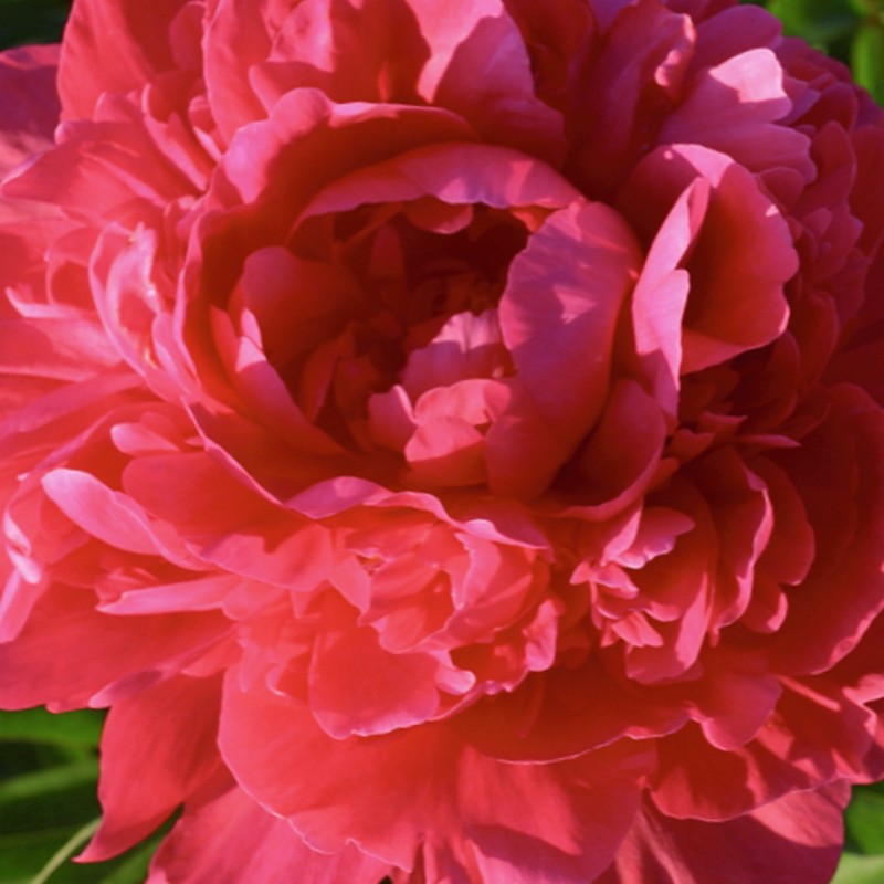 Paeonia lactiflora 'Kansas' - flower