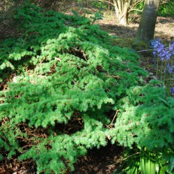 Larix kaempferi 'Wolterdingen' - dwarf larch