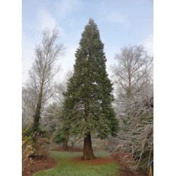 Sequoiadendron giganteum - approx 18 year old tree in January