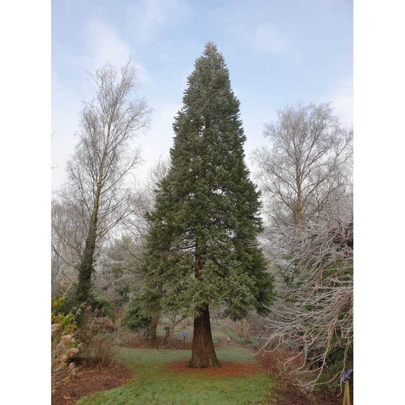 Sequoiadendron giganteum - approx 18 year old tree in January