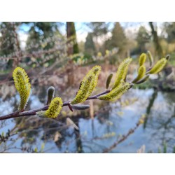 Salix udensis 'Sekka' - catkins in March
