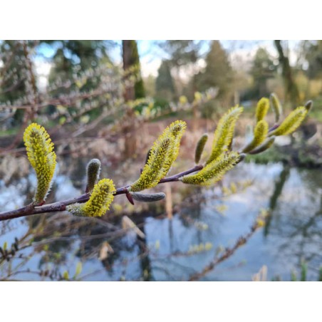 Salix udensis 'Sekka' - catkins in March